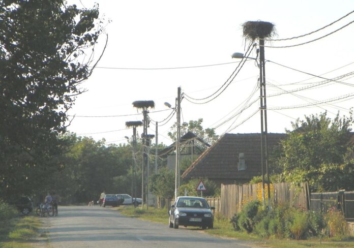 Autumnale – Povestiri despre berze