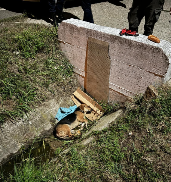 Bâlteni: Cățel lovit de mașină, salvat de Protecția Animalelor Gorj