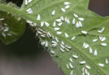 Agricultura pe înțelesul tuturor – Musculița albă, o insectă micuță, dar cu mare putere de distrugere.