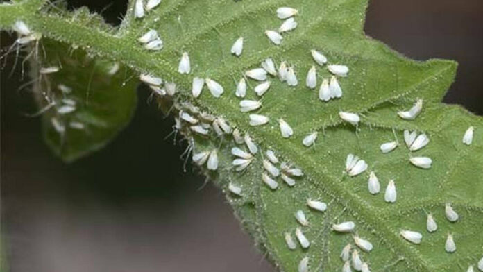 musculita-alba-sera-rosii
