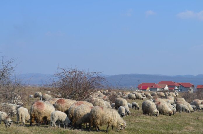 7 focare de pesta micilor rumegătoare mai sunt active în România