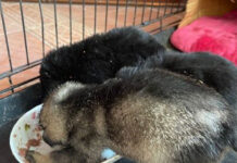 Trei cățeluși, abandonați la Bălănești