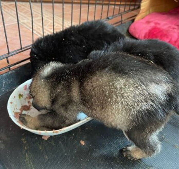 Trei cățeluși, abandonați la Bălănești