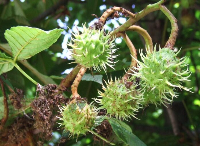 REPERE AUTUMNALE – Pe sub munte, către un superlativ naţional: Pădurea de castani comestibili de la Topești