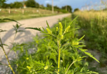 Agricultura pe înțelesul tuturor – AMBROZIA, buruiana care a speriat Europa