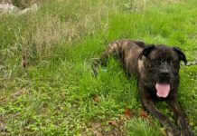 Târgu Cărbunești: Câine salvat de Protecția Animalelor