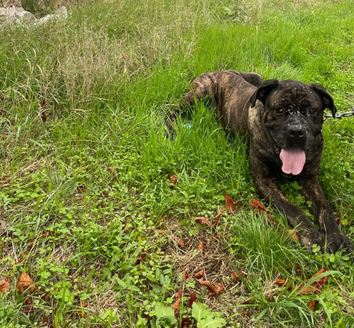 Târgu Cărbunești: Câine salvat de Protecția Animalelor