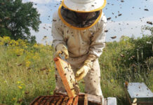 Agricultura pe înțelesul tuturor – APICULTURA, între lege și fărădelege