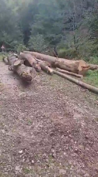 Padeș: Căra bușteni prin albia pârâului. Amendat de jandarmii montani