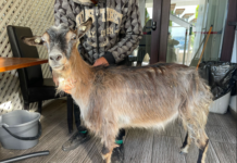 Târgu Jiu: O capră rănită, găsită la restaurant