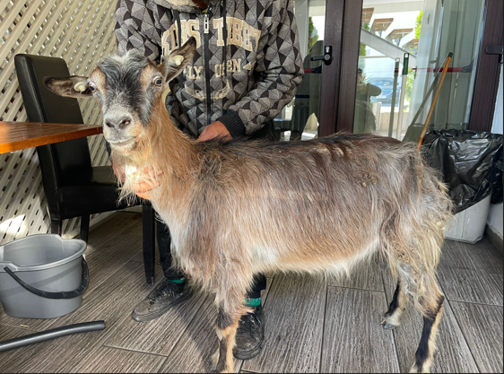 Târgu Jiu: O capră rănită, găsită la restaurant