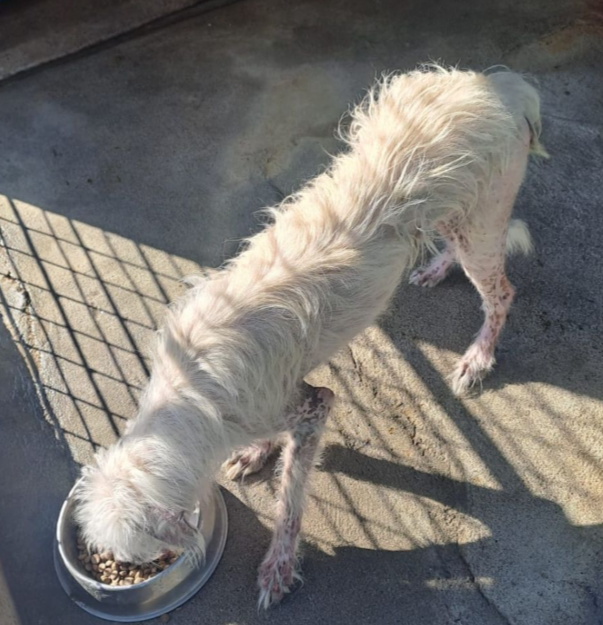 Lelești, Protecția Animalelor Gorj: Câine extrem de bolnav, dus la clinica veterinară