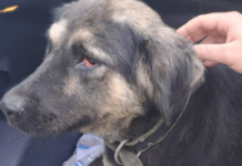 FOTO/VIDEO: Cățelușa salvată de autorități, adoptată cu pui cu tot