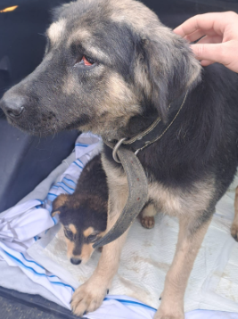 FOTO/VIDEO: Cățelușa salvată de autorități, adoptată cu pui cu tot