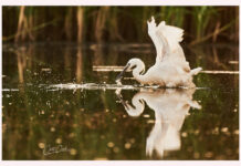 Expoziție de fotografie, la CJCPCT Gorj