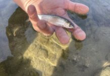 Pescuit științific pe Gilort! Inventar la speciile de pești!