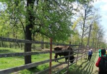 1,5 milioane de lei pentru „Săptămâna Verde” în școlile din Gorj