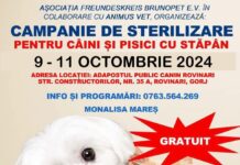 Campanie de sterilizare a patrupedelor, la Rovinari