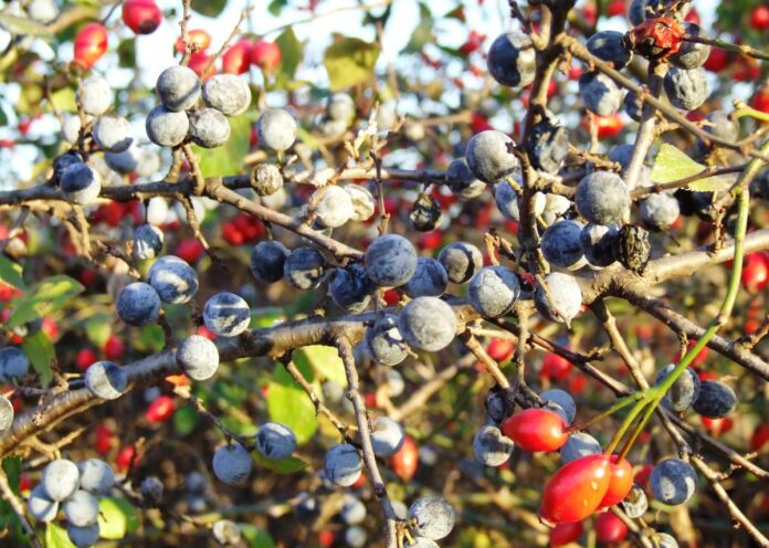 ASTENII AUTUMNALE – Fructele de pădure din zona Gorjului, o oportunitate demnă de luat în seamă