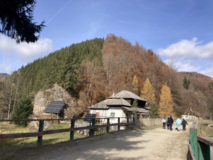 Concurență pentru Pădurea Colorată – Pădurea Bicoloră!