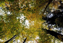 Avem păduri, ce facem cu ele: Noul Cod Silvic, aviz favorabil în Comisia de mediu din Camera Deputaților