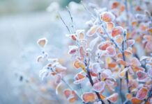 Gorj: -7 grade, la Padeș. Unde au fost cele mai scăzute temperaturi