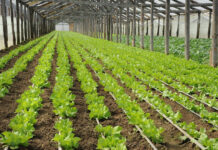 Termen prelungit pentru legumicultorii din Gorj de solicitare a ajutoarelor de minimis