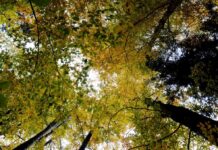 Noul Cod Silvic, aviz favorabil în Comisia de mediu