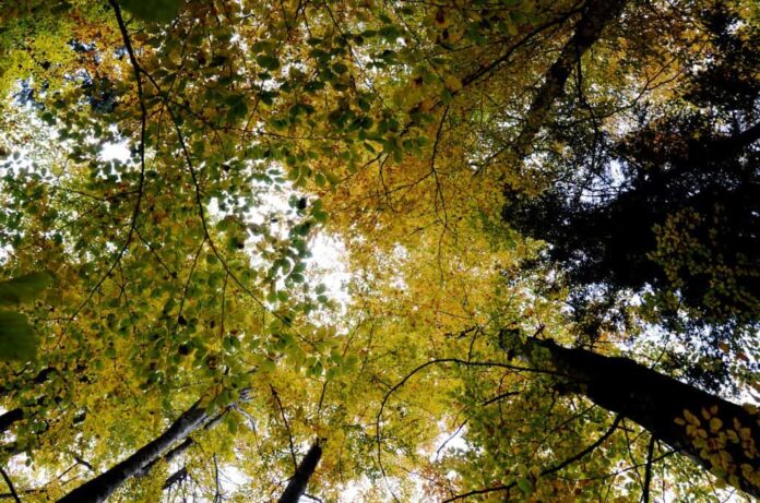 Noul Cod Silvic, aviz favorabil în Comisia de mediu