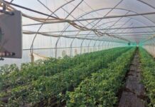 Ajutoare de minimis pentru legumicultorii din Gorj